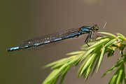Bileks Azurjungfer (Sibirische Azurjungfer) -  Coeangrion hylas Maennchen Tirol Schlanklibellen Libellen Odonata Bilek Bileks Azurjungfer Siberian Bluet