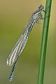 Hufeisen-Azurjungfer - Coenagrion puella - Weibchen