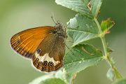Weissbindiges Wiesenvoegelchen - Coenonympha arcania (Perlgrasfalter)