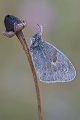 Kleines Wiesenvoegelchen - Coenonympha pamphilus, Kleiner Heufalter