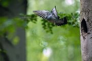 Hohltaube - Columba oenas Tauben Feldtauben Hoehlenbrueter Sachsen Voegel Grimma