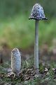 Schopftintling - Coprinus comatus
