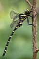Zweigestreifte Quelljungfer - Cordulegaster boltonii