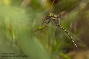 Zweigestreifte Quelljungfer - Cordulegaster boltonii - Männchen