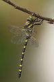 Zweigestreifte Quelljungfer - Cordulegaster boltonii immaculifrons - Canal de Vergiere