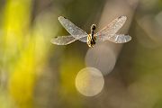 Corduliidae, Cordulia aenea, Grimma, Sachsen, Cordulia, Muldental, richter-naturfotografie.de