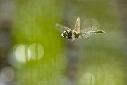 Corduliidae, Cordulia aenea, Grimma, Sachsen, Cordulia, Muldental, richter-naturfotografie.de
