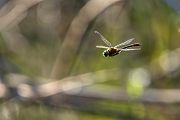 Corduliidae, Cordulia aenea, Grimma, Sachsen, Cordulia, Muldental, richter-naturfotografie.de