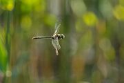Corduliidae, Cordulia aenea, Grimma, Sachsen, Cordulia, Muldental, richter-naturfotografie.de