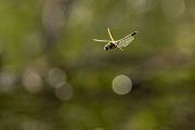 Corduliidae, Cordulia aenea, Grimma, Sachsen, Cordulia, Muldental, richter-naturfotografie.de