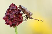 Saumwanze - Coreus marginatus