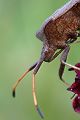 Saumwanze - Coreus marginatus