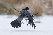 Nebelkraehen - Corvus corone cornix, Raben, Rabenvoegel, Muldental