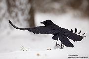 Nebelkraehen, Rabenkraehe - Corvus corone cornix, Raben, Rabenvoegel, Muldental