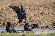 Saatkraehe Saatkraehen - Corvus frugilegus Rabenvogel Rabenvoegel Singvoegel Singvogel Sachsen Voegel Kraehen