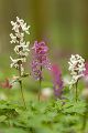 Corydalis cava - Hohler Lerchensporn