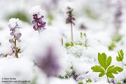 Corydalis cava - Hohler Lerchensporn
