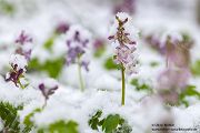 Corydalis cava - Hohler Lerchensporn