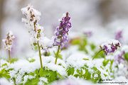 Corydalis cava - Hohler Lerchensporn