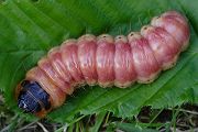 Raupe des Weidenbohrers - Cossus cossus
