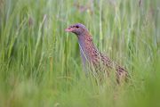 Wachtelkoenig, Wachtel, Crex crex, Kranichvoegel, Vogel, Voegel. Sachsen, Grimma, Muldental, Wachtelkönig_in_ Sachsen, Wiesenknarrer, Wiesenralle, www.richter-naturfotografie.de