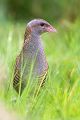 Wachtelkoenig, Wachtel, Crex crex, Kranichvoegel, Vogel, Voegel. Sachsen, Grimma, Muldental, Wachtelkönig_in_ Sachsen, Wiesenknarrer, Wiesenralle, www.richter-naturfotografie.de