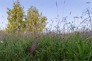 Wachtelkoenig, Wachtel, Crex crex, Kranichvoegel, Vogel, Voegel. Sachsen, Grimma, Muldental, Wachtelkönig_in_ Sachsen, Wiesenknarrer, Wiesenralle, www.richter-naturfotografie.de