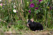 Feldhamster, Cricetus cricetus, Europaeischer Hamster, Hamster, Hamsterbacken, Muroidea, Wuehler, Wühler, Cricetidae, Großhamster, Myomorpha, Mäuseverwandte, Maeuseverwandte, Maeuseartige, Mäuseartige, Rodentia, Cricetidae, Cricetinae,schwarze, Morphe, schwarzer Hamster