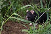 Feldhamster, Cricetus cricetus, Europaeischer Hamster, Hamster, Hamsterbacken, Muroidea, Wuehler, Wühler, Cricetidae, Großhamster, Myomorpha, Mäuseverwandte, Maeuseverwandte, Maeuseartige, Mäuseartige, Rodentia, Cricetidae, Cricetinae,schwarze, Morphe, schwarzer Hamster