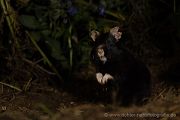 Feldhamster, Cricetus cricetus, Europaeischer Hamster, Hamster, Hamsterbacken, Muroidea, Wuehler, Wühler, Cricetidae, Großhamster, Myomorpha, Mäuseverwandte, Maeuseverwandte, Maeuseartige, Mäuseartige, Rodentia, Cricetidae, Cricetinae,schwarze, Morphe, schwarzer Hamster