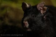 Feldhamster, Cricetus cricetus, Europaeischer Hamster, Hamster, Hamsterbacken, Muroidea, Wuehler, Wühler, Cricetidae, Großhamster, Myomorpha, Mäuseverwandte, Maeuseverwandte, Maeuseartige, Mäuseartige, Rodentia, Cricetidae, Cricetinae,schwarze, Morphe, schwarzer Hamster