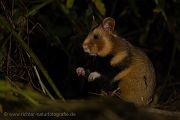 Feldhamster, Cricetus cricetus, Europaeischer Hamster, Hamster, Hamsterbacken, Muroidea, Wuehler, Wühler, Cricetidae, Großhamster, Myomorpha, Mäuseverwandte, Maeuseverwandte, Maeuseartige, Mäuseartige, Rodentia, Cricetidae, Cricetinae,schwarze, Morphe, schwarzer Hamster