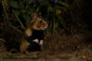 Feldhamster, Cricetus cricetus, Europaeischer Hamster, Hamster, Hamsterbacken, Muroidea, Wuehler, Wühler, Cricetidae, Großhamster, Myomorpha, Mäuseverwandte, Maeuseverwandte, Maeuseartige, Mäuseartige, Rodentia, Cricetidae, Cricetinae,schwarze, Morphe, schwarzer Hamster