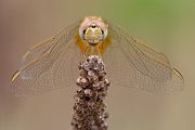 Feuerlibelle - Crocothemis erythraea 