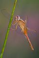 Feuerlibelle - Crocothemis erythraea - Junges Maennchen
