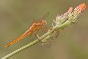 Feuerlibelle - Crocothemis erythraea - Maennchen