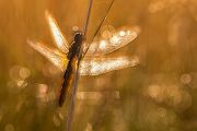 Feuerlibelle - Crocothemis erythraea 