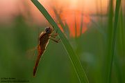 Feuerlibelle - Crocothemis erythraea, Maennchen, Weibchen, Segellibellen, Sachsen, Sachsen-Anhalt, Libelluloidea, Sympetrinae, Odonata, Paatrungsrad, Tandem, Großlibellen, Crocothemis, Anisoptera