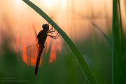 Feuerlibelle - Crocothemis erythraea 