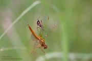 Feuerlibelle - Crocothemis erythraea 