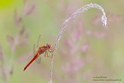 Feuerlibelle - Crocothemis erythraea, Maennchen, Weibchen, Segellibellen, Sachsen, Sachsen-Anhalt, Libelluloidea, Sympetrinae, Odonata, Paatrungsrad, Tandem, Großlibellen, Crocothemis, Anisoptera