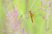 Feuerlibelle - Crocothemis erythraea, Maennchen, Weibchen, Segellibellen, Sachsen, Sachsen-Anhalt, Libelluloidea, Sympetrinae, Odonata, Paatrungsrad, Tandem, Großlibellen, Crocothemis, Anisoptera