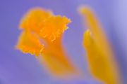 Krokus 