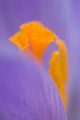 Krokus