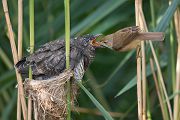 Kuckuck, Cuculus canorus, Cuculidae, Cuculiformes, Cuculus, Wirtsvoegel, Wirtsvogel, Tecihrohrsaenger, Kuckuckskind, Kuckucksei, fehlende Brutpflege, Rohrsaenger, Langstreckenzieher, parasitierte Gelege, Aufgabe, Brutparasitismus, Parasitierungsgrad, Richter-Naturfoto, Sperberung, Jungkuckuck, Kuckuck Kuckuck rufts aus dem Wald 
