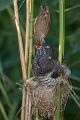Kuckuck, Cuculus canorus, Cuculidae, Cuculiformes, Cuculus, Wirtsvoegel, Wirtsvogel, Tecihrohrsaenger, Kuckuckskind, Kuckucksei, fehlende Brutpflege, Rohrsaenger, Langstreckenzieher, parasitierte Gelege, Aufgabe, Brutparasitismus, Parasitierungsgrad, Richter-Naturfoto, Sperberung, Jungkuckuck, Kuckuck Kuckuck rufts aus dem Wald 
