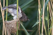 Kuckuck, Cuculus canorus, Cuculidae, Cuculiformes, Cuculus, Wirtsvoegel, Wirtsvogel, Tecihrohrsaenger, Kuckuckskind, Kuckucksei, fehlende Brutpflege, Rohrsaenger, Langstreckenzieher, parasitierte Gelege, Aufgabe, Brutparasitismus, Parasitierungsgrad, Richter-Naturfoto, Sperberung, Jungkuckuck, Kuckuck Kuckuck rufts aus dem Wald 
