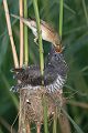 Kuckuck, Cuculus canorus, Cuculidae, Cuculiformes, Cuculus, Wirtsvoegel, Wirtsvogel, Tecihrohrsaenger, Kuckuckskind, Kuckucksei, fehlende Brutpflege, Rohrsaenger, Langstreckenzieher, parasitierte Gelege, Aufgabe, Brutparasitismus, Parasitierungsgrad, Richter-Naturfoto, Sperberung, Jungkuckuck, Kuckuck Kuckuck rufts aus dem Wald 
