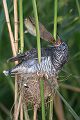Kuckuck, Cuculus canorus, Cuculidae, Cuculiformes, Cuculus, Wirtsvoegel, Wirtsvogel, Tecihrohrsaenger, Kuckuckskind, Kuckucksei, fehlende Brutpflege, Rohrsaenger, Langstreckenzieher, parasitierte Gelege, Aufgabe, Brutparasitismus, Parasitierungsgrad, Richter-Naturfoto, Sperberung, Jungkuckuck, Kuckuck Kuckuck rufts aus dem Wald 
