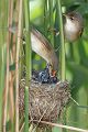 Kuckuck, Cuculus canorus, Cuculidae, Cuculiformes, Cuculus, Wirtsvoegel, Wirtsvogel, Tecihrohrsaenger, Kuckuckskind, Kuckucksei, fehlende Brutpflege, Rohrsaenger, Langstreckenzieher, parasitierte Gelege, Aufgabe, Brutparasitismus, Parasitierungsgrad, Richter-Naturfoto, Sperberung, Jungkuckuck, Kuckuck Kuckuck rufts aus dem Wald 
